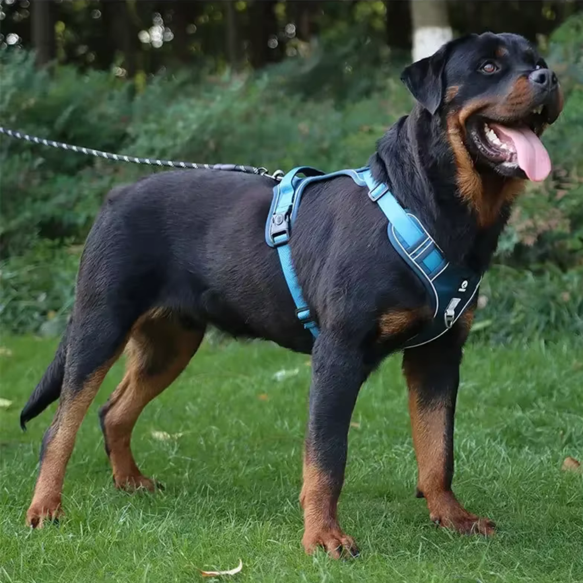 Reflective No Pull Dog Harness - Blue