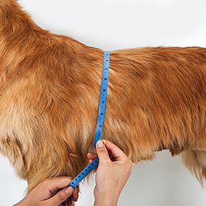 How To Choose The Right Harness For Your Dog