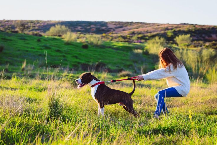 Why Dogs Pull On Walks (And How To Fix It)
