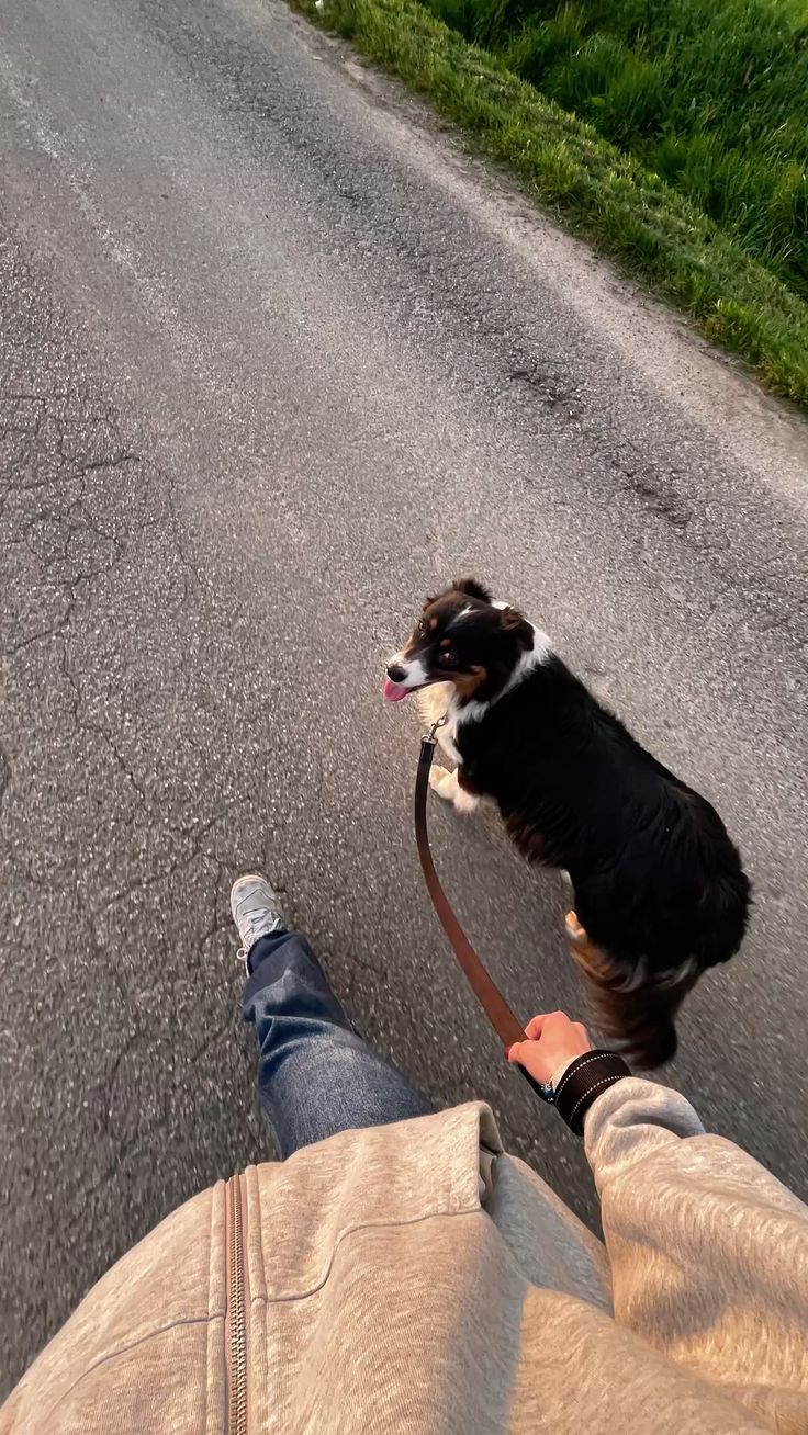 Keeping Your Dog Safe During Early Morning & Evening Walks