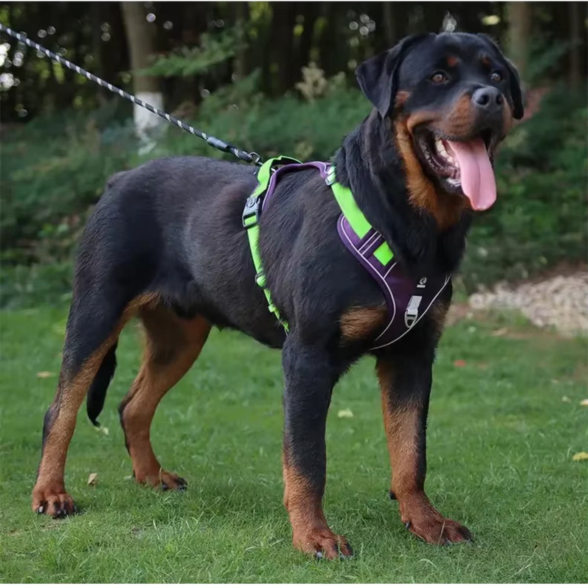 Reflective No Pull Dog Harness - Purple & Green